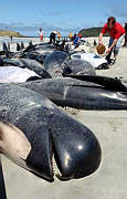 Gestrandete Wale (im August 2001 in Neuseeland): Forscher halten militärisches Sonar für verantwortlich